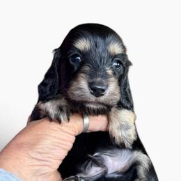 Black and Cream Male - Black and cream male Dachshund puppy in Medina, Ohio from STORIED DOXIES