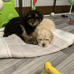 Australian Labradoodle Puppies from Charlotte Labradoodles
