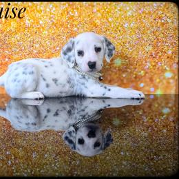 Marquise (LUA) - White and black female Dalmatian puppy in Salem, Missouri from Paradise Spots Dalmatians