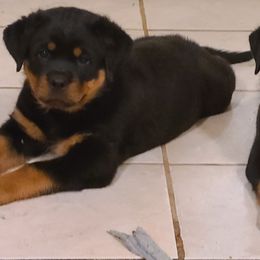 Rottweiler Puppies from LG's Rottweilers
