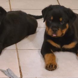Rottweiler Puppies from LG's Rottweilers