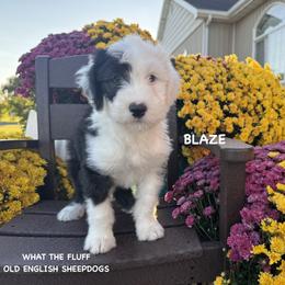 BLAZE - Gray and white female Old English Sheepdog puppy in Blackfoot, Idaho from What the Fluff Old English Sheepdog