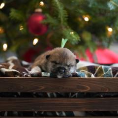 Green Collar - Red sesame male Shikoku puppy in Pennsylvania from Aoiyama Sou Shikoku Kennel