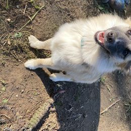 Unun - Icelandic Sheepdog