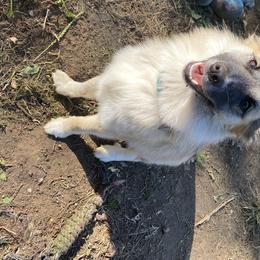 Unun - Icelandic Sheepdog