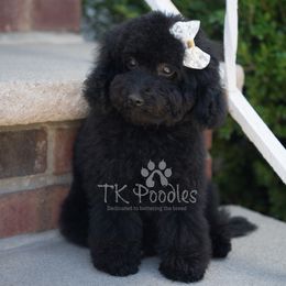 Brûlée - Black female Poodle puppy in Belleville, New Jersey from TK Poodles