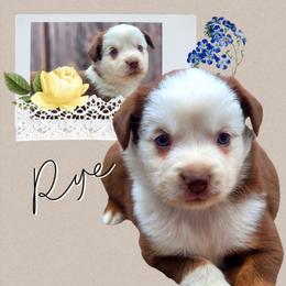 Rye - Red tri-color male Miniature American Shepherd puppy in Artois, California from Aloe Aussies
