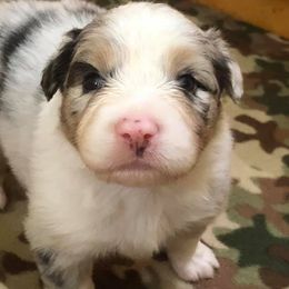 Australian Shepherd Puppies from Whiteley Way Australian Shepherds