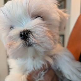 Puppy girl 4 - White female Maltese puppy in Spring Hill, Florida from Cher Chien Maltese
