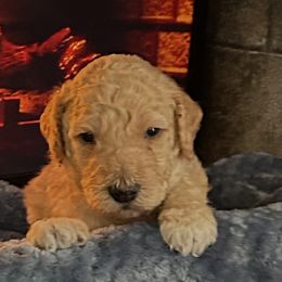 Kris Kringle - Cream male Poodle puppy in Clearwater, Florida from Poodle Majesty