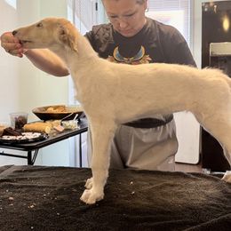 Girl 3 - Borzoi puppy from Luxor Borzoi