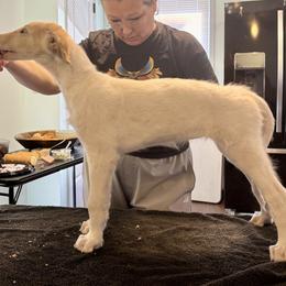 Girl 3 - Borzoi puppy from Luxor Borzoi