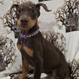 Girl 3 purple collar - Red and rust female Doberman Pinscher puppy in Hollyberry, Georgia from Jeti Dobermans