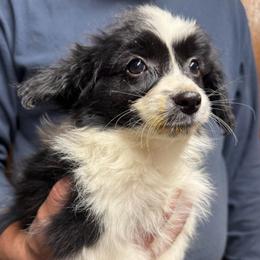 Luigi - Boy 2 AKC - White and black male Papillon puppy in Blue Ridge, Georgia from Butterfly Ridge