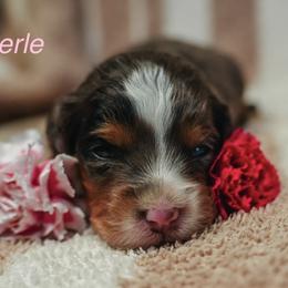 Merle - Blue merle female Bernedoodle puppy in Stuart, Oklahoma from G Ridge Kennels