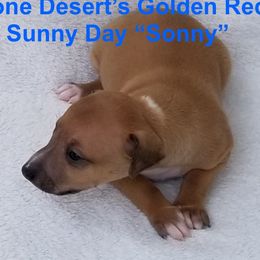 Italian Greyhound puppies from Stone Desert Italian Greyhounds