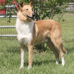 Collies from Sheranda Collies