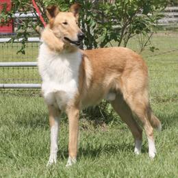 Collies from Sheranda Collies