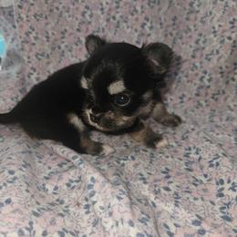 Lady D - Black and tan female Chihuahua puppy in Attleboro, Massachusetts from Treasured Hearts Chihuahuas and Toy/mini poodles