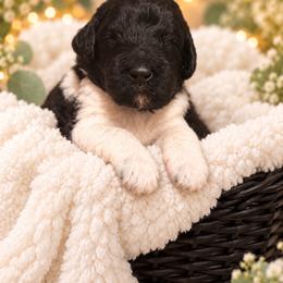 Wizard - Parti male Poodle puppy in Washington, Pennsylvania from Patriotic Poodles