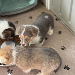 Gus - Blue male Pembroke Welsh Corgi puppy in Anderson, California from Flying K Corgis