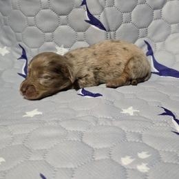 Cupcake - Dapple female Dachshund puppy in Windom, Minnesota from Aster Creek Dachshunds & Australian Shepherds
