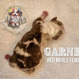 Garnet - Red merle female Miniature American Shepherd puppy in Ferndale, California from Lost Coast Aussies