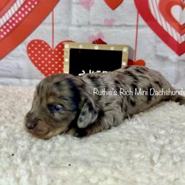 Boy two - Black and cream male Dachshund puppy in Lakeland, Florida from Ruthie’s Rich Mini Dachshunds