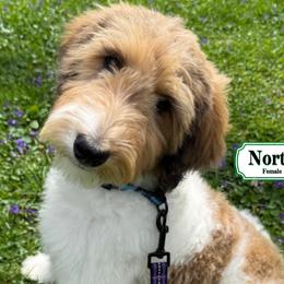 North - In Training - Sable female Bernedoodle puppy in Milan, Indiana from Doodles & Spice