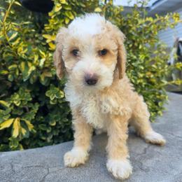 Lex - Yellow and white male Bernedoodle puppy in Blackfoot, Idaho from Draper Mountain Doodles