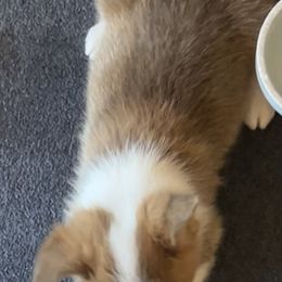 Pembroke Welsh Corgi Puppies from Sweet Bailey and The Corgi Babes