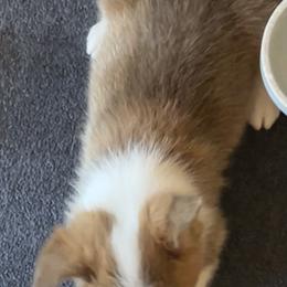 Pembroke Welsh Corgi Puppies from Sweet Bailey and The Corgi Babes