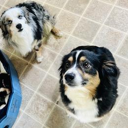 Miniature Australian Shepherd Puppies from Broken T Australian Shepherds