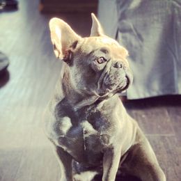 Olivia - French Bulldog