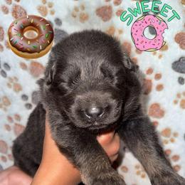 Donut - Blue female German Shepherd puppy in Fort Jennings, Ohio from Von Holtzapple German shepherds