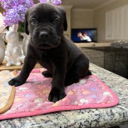 Green Collar Boy - Chestnut brindle male Cane Corso puppy in Murrieta, California from KJ Cane Corso
