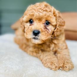 Ginger - female Cavapoochon puppy in Natural Bridge, Virginia from Rockbridge Puppies