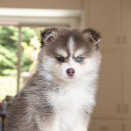 Oakly - Pomsky