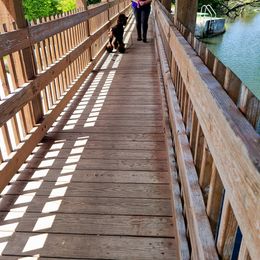 Poodle Puppies from My Buddies Puppies