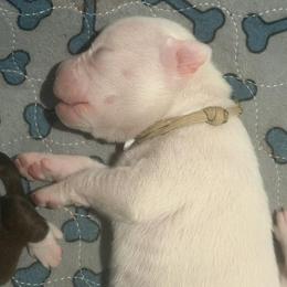 Tan boy - White male Boxer puppy in Evington, Virginia from Boxer Tails
