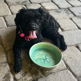LuLu - Poodle