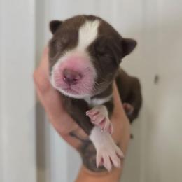 G3 - Brown and white female Siberian Husky puppy in Addison, Michigan from Gray Run Siberian Huskies