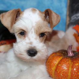 Patches - Wheaten male Miniature Schnauzer puppy in Gary, Texas from Beards Little Schnauzers