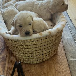 Golden Retriever Puppies from Kashmir’s Golden Retrievers