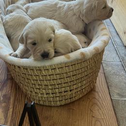 Golden Retriever Puppies from Kashmir’s Golden Retrievers