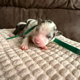 Walker - Blue merle male Miniature Australian Shepherd puppy in Tucson, Arizona from Soqui Ortiz Cattle Ranch