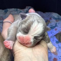 Coris - Blue male Boston Terrier puppy in Monroe, Washington from Nordkyn Boston Terriers