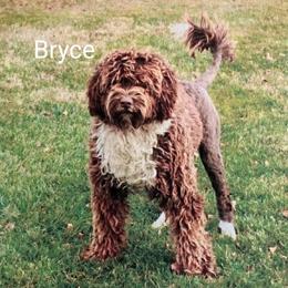Bryce - Portuguese Water Dog