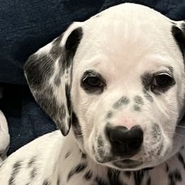 Legacy-Raspberry Collar - White and black Dalmatian puppy in Northern, New York from Lake City Dals