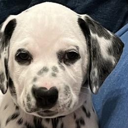 Legacy-Raspberry Collar - White and black Dalmatian puppy in Northern, New York from Lake City Dals